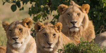 5-Day Living Among Lions - High-End