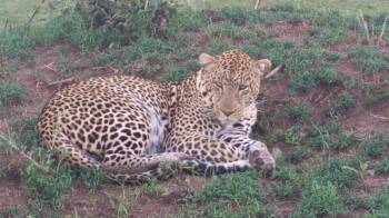 5-Day The Serengeti Trail Tour