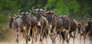 7-Day Journey Of The Wildebeest - Luxury Tour