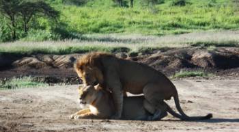 7 Days 6 Night Northern Safari Circuit Tour
