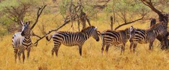 6 Days Manyara - Ngorongoro - Serengeti - Tarangire Tour