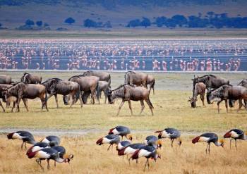 7-Day Journey Of The Wildebeest - Mid-Range Tour