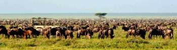 8-Day Safari - Including Serengeti - Zanzibar Extension Tour