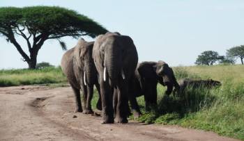 Manyara Tour Packages