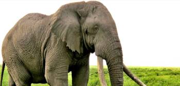 16 days Northern Safari And Chimpazee Tracking Tour