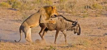 5 Days Amboseli - Masai Mara Air Package