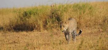 4 Days Masai Mara Air Safari Tour