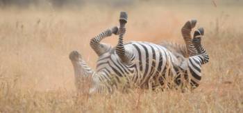 5 Days Samburu Masai Mara Fly-In Safari Tour