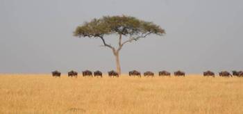 3 Days Masai Mara Classic Safari Tour