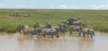 4 Days Lake Nakuru And Masai Mara Budget Adventure Safari Tour
