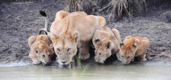 3 Days Amboseli - Lake Nakuru And Masai Mara Private Tour