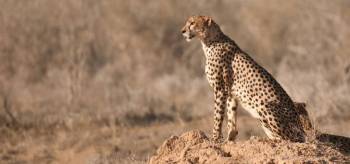 6 Days Masai Mara Wildebeest Migration Safari Tour