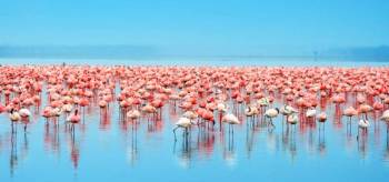 7 Days Kenya Lodge Safari Tour