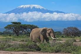 7 Days Maasai Mara - Lake Nakuru - Amboseli Tour