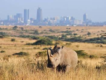 22 Days Best Of Kenya Tour