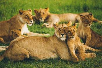 11 Days 10 Nights Kenya And Tanzania Safari Tour