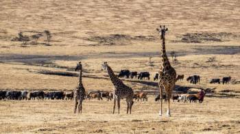 8 Days 7 Nights Kenya And Tanzania Safari Tour
