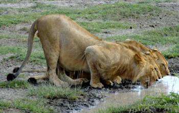 6 Days 5 Nights Kenya And Tanzania Combined Safari Tour