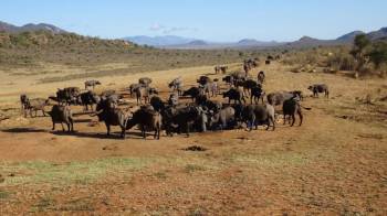 2 Days 1 Night Tsavo West National Park Safari Tour