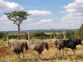 6 Days 5 Nights Ngorongoro-Serengeti-Tarangire Tanzania Safari Tour