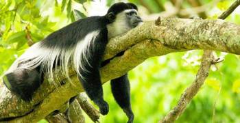 5 Days 4 Nights Selous-Mikumi-Udzungwa National Park Safari Tour