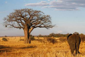 4 Days 3 Nights Tarangire - Ngorongoro Crater Tanzania Safari Tour