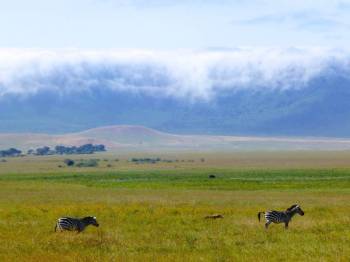 4 Days 3 Nights Serengeti-Ngorongoro-Lake Manyara Tanzania Safari Tour