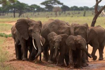 3 Days 2 Nights Selous Game Reserve Tanzania Tour