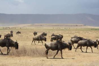 3 Days 2 Nights Ngorongoro Crater-Lake Manyara-Tarangire Tanzania Safari Tour