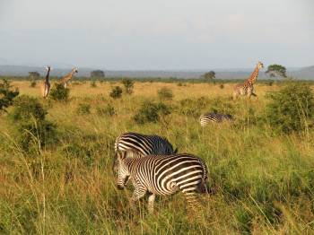 3 Days 2 Night Mikumi National Park Tanzania Tour