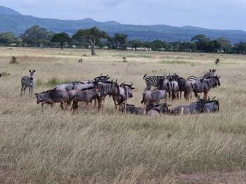 2 Days 1 Night Mikumi National Park Tanzania Safari Tour