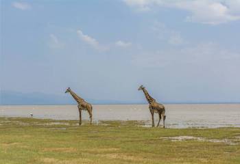 2 Days 1 Night Lake Manyara - Ngorongoro Crater Tanzania Safari Tour