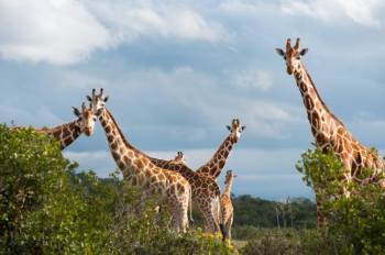 8 Days 7 Nights Samburu-Aberdares-Nakuru-Naivasha-Maasai Mara Tour