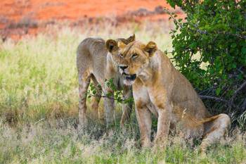 8 Days 7 Nights Kenya Safari Tour