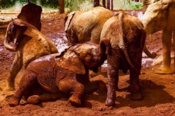 8 Days 7 Nights Nairobi-Maasai Mara-Naivasha-Amboseli Safari Tour