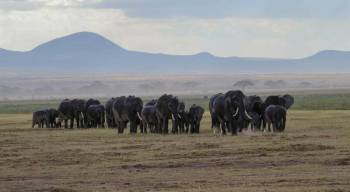 7 Days 6 Nights Amboseli-Aberdare-Lake Nakuru-Masai Mara-Nairobi Tour
