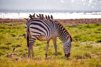 7 Days 6 Nights Kenya Safari Amboseli - Nakuru - Masai Mara Tour