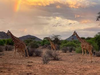7 Days 6 Nights Samburu - Aberdares - Nakuru - Masai Mara Tour
