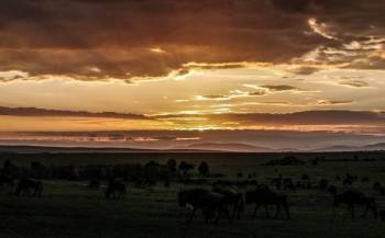 6 Days 5 Night Maasai Mara - Nakuru - Amboseli Tour