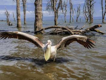 6 Days 5 Nights Amboseli - Lake Naivasha - Masai Mara Safari Tour