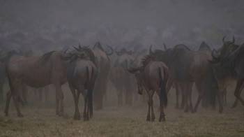 6 Days 5 Nights Amboseli - Lake Nakuru - Masai Mara Safari Tour