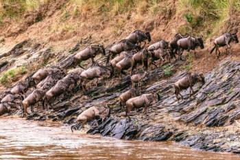 6 Days 5 Nights Masai Mara - Lake Nakuru - Amboseli - Tsavo West Tour