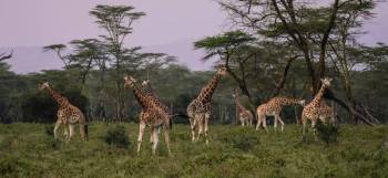 5 Days 4 Nights Samburu - Lake Nakuru And Masai Mara Safari Tour