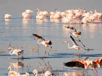 5 Days 4 Nights Nakuru - Naivasha - Masai Mara Safari Tour
