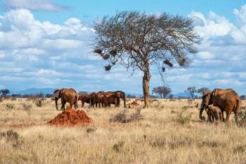 4 Days 3 Nights Tsavo East National Park - Tsavo West Safari Tour