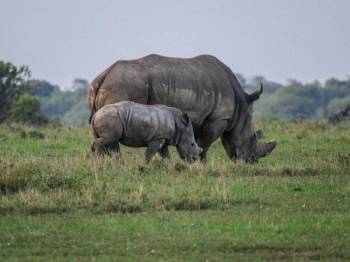4 Days 3 Nights Sweetwaters - Ol-Pejeta - Samburu Safari Tour