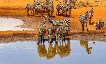 4 Days 3 Nights Amboseli And Tsavo West National Park Safari Tour