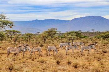 3 Days 2 Nights Samburu Game Reserve Road Safari Tour