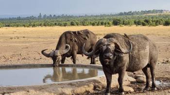 3 Days 2 Nights Samburu - Ol Pejeta Game Sanctuary Safari Tour