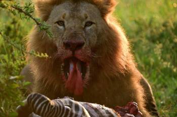 7 Days 6 Nights Nakuru - Masai Mara - Serengeti - Ngorongoro Crater Safari Tour